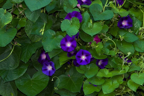 Hermosas Flores Que Crecen Aire Libre Jardín Concepto Verano Vista — Foto de Stock