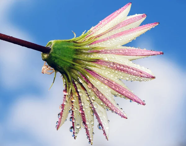 Beautiful Gerbera Flower Sky Background Summer Concept Close View — Stock Photo, Image
