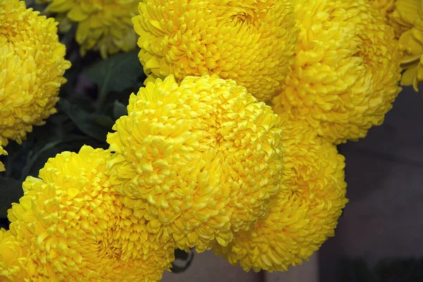 Primer Plano Flores Increíbles Florecen — Foto de Stock