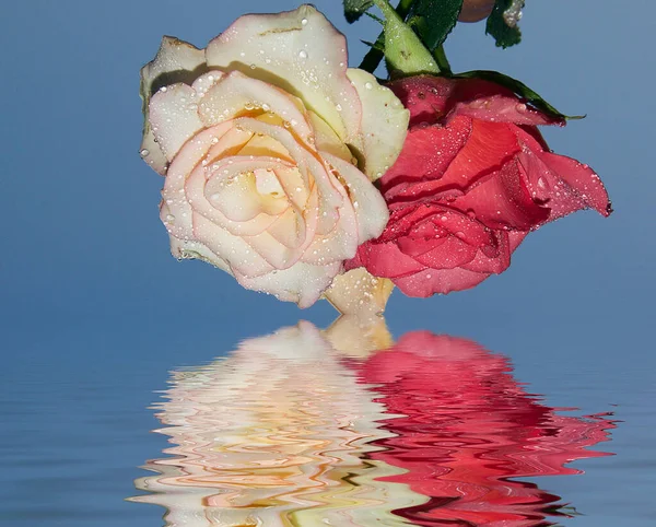 Belas Rosas Fundo Céu Conceito Verão Vista Perto — Fotografia de Stock