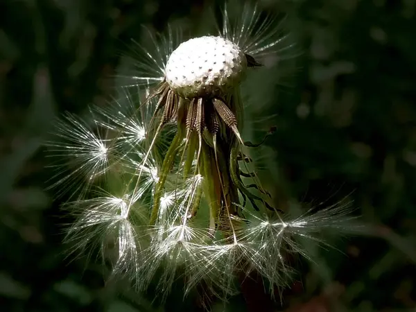 Vacker Vit Fluffig Maskros Blomma Växer Gräs Sommar Koncept Nära — Stockfoto