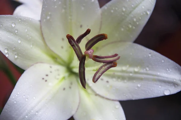 Красивый Цветок Лилии Темном Фоне Летняя Концепция Близкий Вид — стоковое фото