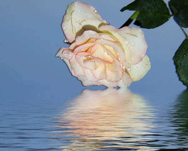 Belle Fleur Rose Sur Fond Ciel Concept Été Vue Rapprochée — Photo