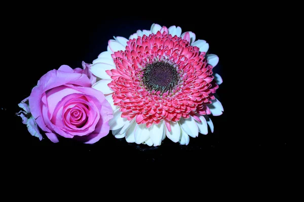 Красива Гербера Трояндові Квіти Темному Фоні Вид Крупним Планом — стокове фото