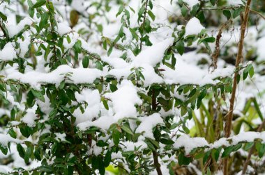 Kış sabahı karla kaplı bitkilerin manzarası, yakın görüş