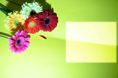 Parlak arka planda güzel Gerbera çiçekleri, yaz konsepti, yakın görüş  