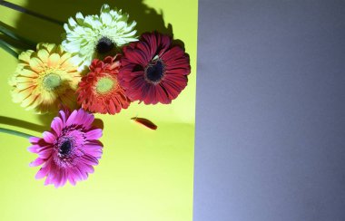 Parlak arka planda güzel Gerbera çiçekleri, yaz konsepti, yakın görüş  