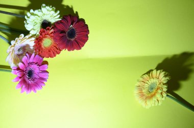 Parlak arka planda güzel Gerbera çiçekleri, yaz konsepti, yakın görüş  