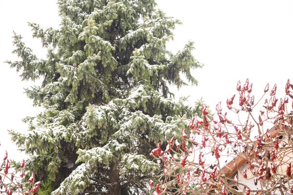 Vista Dell Abete Rosso Innevato Mattino Inverno Vista Vicino — Foto Stock