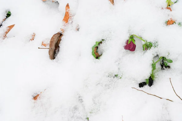 Kış Sabahı Karla Kaplı Bitkilerin Manzarası Yakın Görüş — Stok fotoğraf
