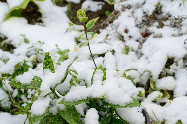 View Snow Covered Plants Winter Morning Close View — Stock Photo, Image