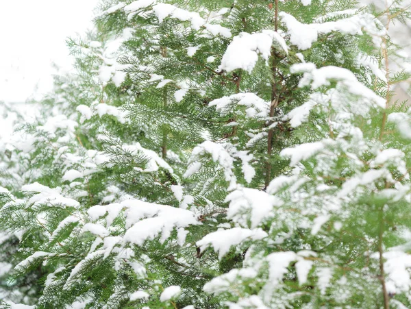 Vista Del Thuja Innevato Mattino Inverno Vista Vicino — Foto Stock