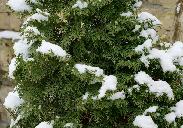 View Snow Covered Thuja Winter Morning Close View — Stock Photo, Image