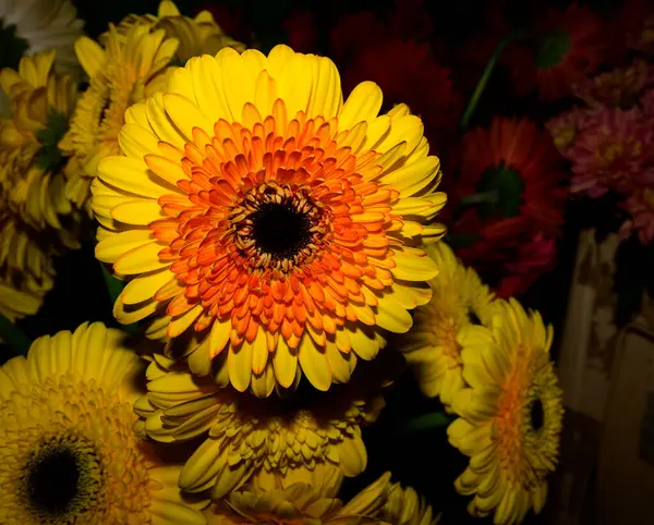 Strauß Schöner Gerbera Blumen Auf Dunklem Hintergrund Sommerkonzept Nahsicht — Stockfoto