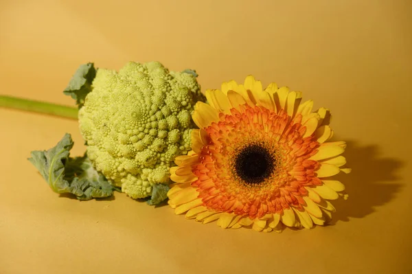 Frais Chou Romanesco Mûr Avec Fleur Gerbera Sur Fond Coloré — Photo