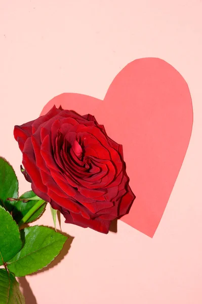 Романтическая Композиция Розовый Цветок Декоративным Сердцем День Святого Валентина Концепции — стоковое фото