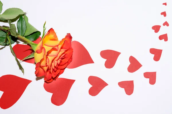 Composition Romantique Fleur Rose Avec Des Cœurs Décoratifs Concept Saint — Photo