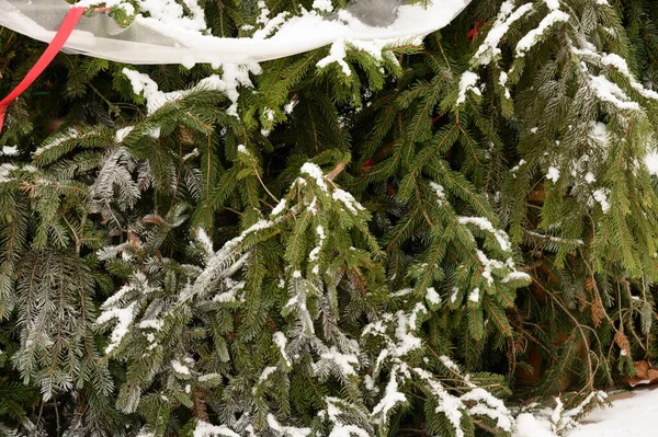 Fondo Invierno Con Árboles Cubiertos Nieve —  Fotos de Stock
