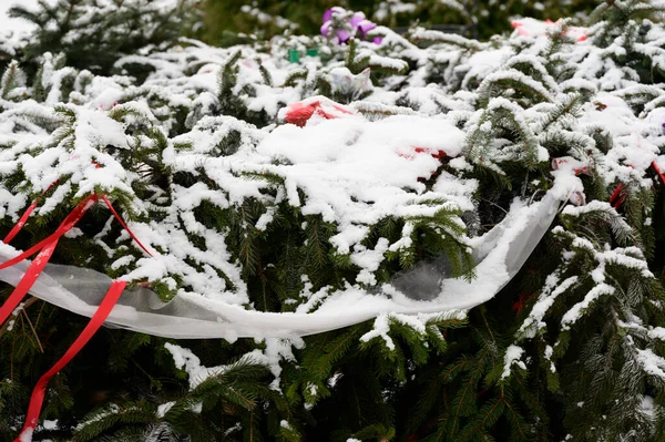 Vista Abeto Cubierto Nieve Con Bayas Mañana Invierno Vista Cercana —  Fotos de Stock