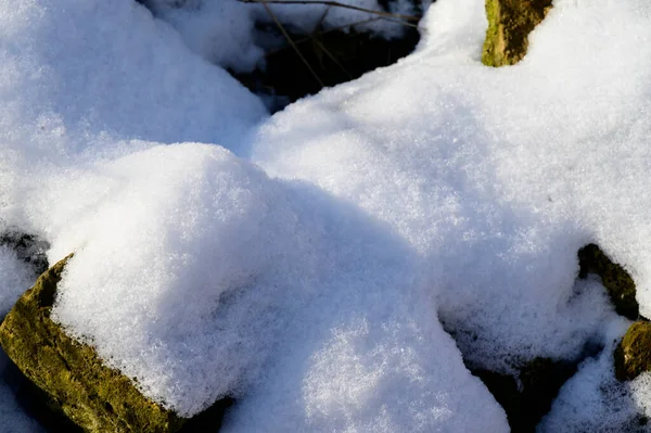 Vista Las Plantas Cubiertas Nieve Mañana Invierno Vista Cercana —  Fotos de Stock