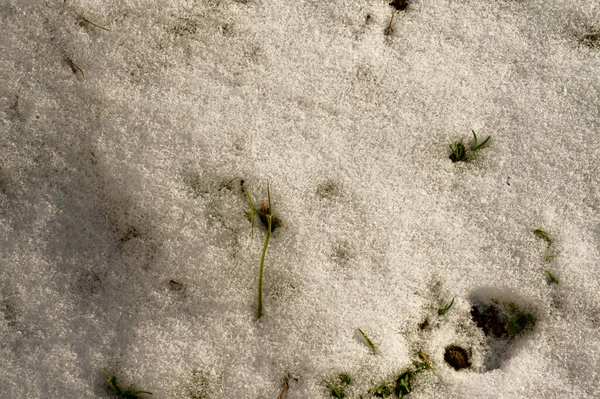 Vista Las Plantas Cubiertas Nieve Mañana Invierno Vista Cercana — Foto de Stock