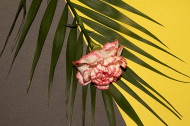 Renkli arka planda güzel çiçek ve yaprak, yaz konsepti, yakın görüş  