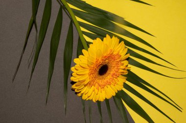 Renkli arka planda güzel Gerbera çiçeği ve yaprağı, yaz konsepti, yakın görüş  