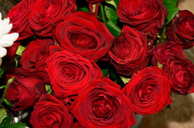 Koyu arkaplanda güzel çiçekler, yaz konsepti, yakın manzara  