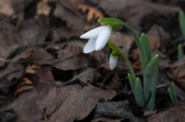 Bahar günü bahçede büyüyen güzel kar damlaları. 