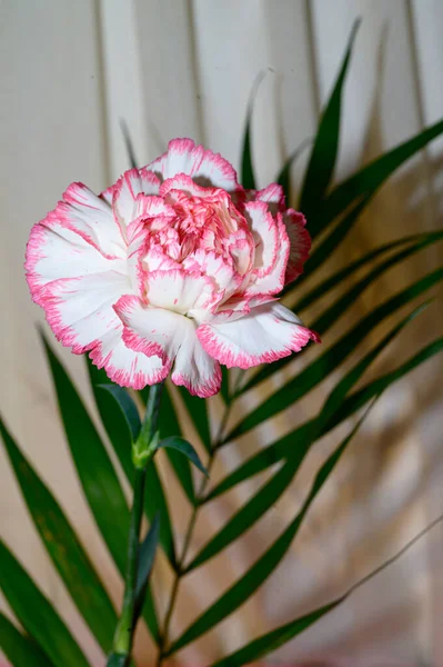 Gyönyörű Gerbera Virág Levél Színes Háttér Nyári Koncepció Közelről — Stock Fotó