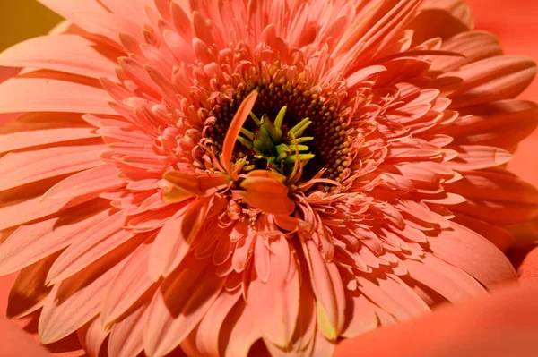 カラフルな織物の美しい花 バレンタインデーのコンセプト — ストック写真
