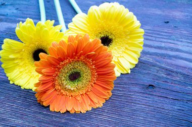 Ahşap arka planda Gerbera çiçeklerinin romantik kompozisyonu, yakın görüş, Sevgililer Günü konsepti 