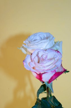 Hafif arka planda taze güzel güller, romantik konsept, yakın görüş  