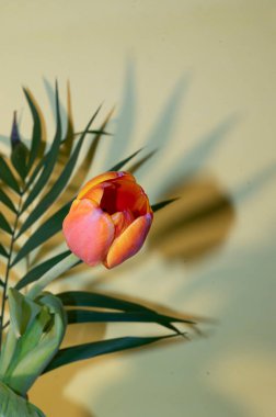 Hafif arka planda palmiye yaprağı olan taze lale çiçeği romantik konsept, yakın görüş  