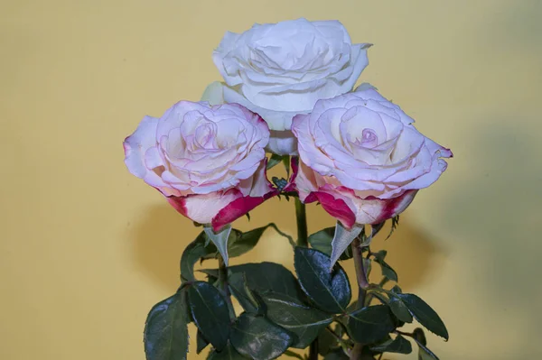 Букет Свежих Красивых Роз Светлом Фоне Романтическая Концепция Близкий Вид — стоковое фото