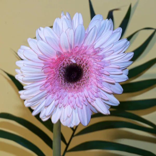 Świeże Piękne Gerbera Kwiat Liściem Palmy Jasnym Tle Romantyczna Koncepcja — Zdjęcie stockowe