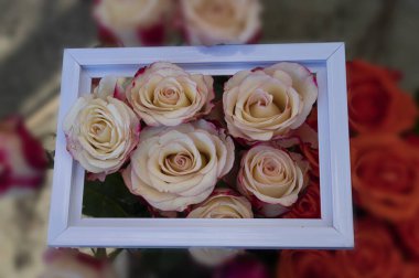 Dekoratif çerçeveli taze güller, romantik konsept, yakın görüş.  