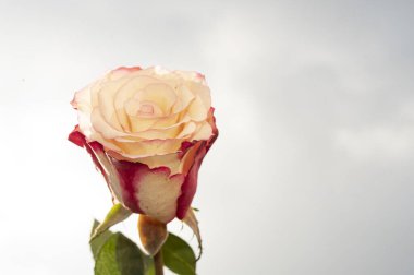 Gökyüzü arka planında güzel bir gül, yaz konsepti, yakın manzara  