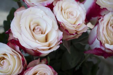 Hafif arka planda bir buket taze gül, romantik konsept, yakın görüş  