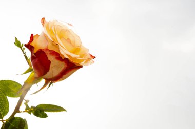 Gökyüzü arka planında güzel bir gül, yaz konsepti, yakın manzara  