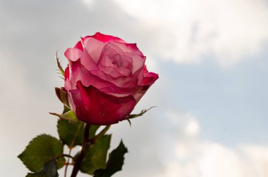 Gökyüzü arka planında güzel bir gül, yaz konsepti, yakın manzara  