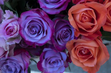 Hafif arka planda bir buket taze gül, romantik konsept, yakın görüş  