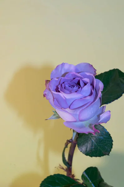 Fraîche Belle Fleur Rose Sur Fond Clair Concept Romantique Vue — Photo