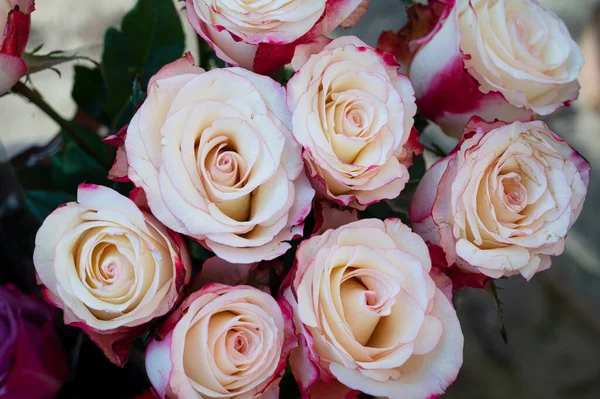 淡淡的背景 浪漫的概念 近距离观察的一束新鲜美丽的玫瑰 — 图库照片