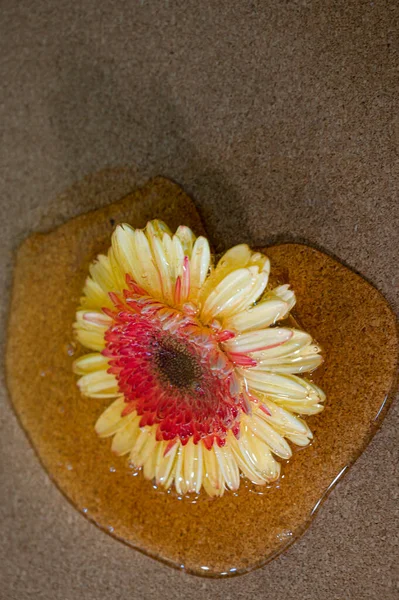 透明ワックスロマンチックなコンセプトの新鮮な美しいガーベラの花 — ストック写真