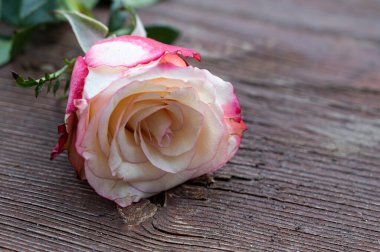 Ahşap arka planda gülün romantik kompozisyonu, yakın görüş, Sevgililer Günü konsepti 