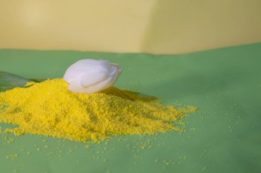 Sarı kumdaki güzel lale çiçeği, romantik konsept, yakın görüş.  