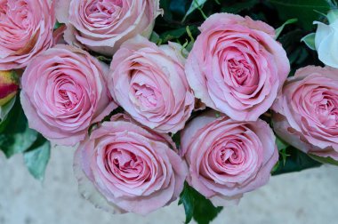 Hafif arka planda bir buket taze gül, romantik konsept, yakın görüş  