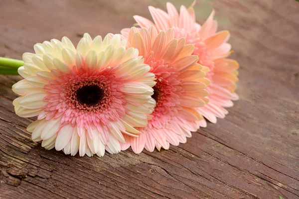 Composição Romântica Flores Gerbera Fundo Madeira Vista Próxima Conceito Dia — Fotografia de Stock