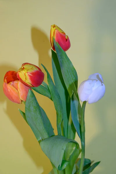 Bouquet Belles Tulipes Fraîches Sur Fond Clair Concept Romantique Vue — Photo